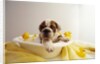 Bulldog Puppy in Miniature Bathtub by Anonymous