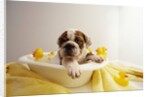 Bulldog Puppy in Miniature Bathtub by Anonymous