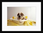 Bulldog Puppy in Miniature Bathtub by Anonymous