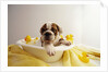 Bulldog Puppy in Miniature Bathtub by Anonymous