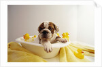 Bulldog Puppy in Miniature Bathtub by Anonymous