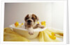 Bulldog Puppy in Miniature Bathtub by Anonymous