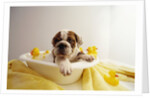 Bulldog Puppy in Miniature Bathtub by Anonymous