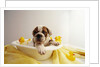 Bulldog Puppy in Miniature Bathtub by Anonymous