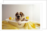 Bulldog Puppy in Miniature Bathtub by Anonymous