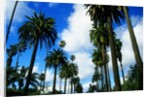 Palm Trees Lining Street by Anonymous