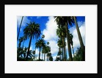 Palm Trees Lining Street by Anonymous