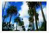 Palm Trees Lining Street by Anonymous