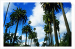 Palm Trees Lining Street by Anonymous