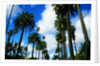 Palm Trees Lining Street by Anonymous
