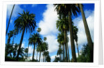 Palm Trees Lining Street by Anonymous
