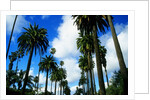 Palm Trees Lining Street by Anonymous