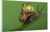 Tree Frog Resting on Snail's Shell by Anonymous