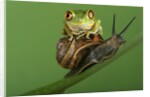 Tree Frog Resting on Snail's Shell by Anonymous