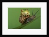 Tree Frog Resting on Snail's Shell by Anonymous