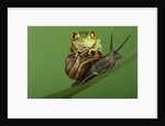 Tree Frog Resting on Snail's Shell by Anonymous