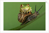 Tree Frog Resting on Snail's Shell by Anonymous