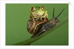 Tree Frog Resting on Snail's Shell by Anonymous