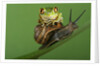 Tree Frog Resting on Snail's Shell by Anonymous