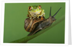 Tree Frog Resting on Snail's Shell by Anonymous