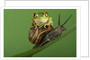 Tree Frog Resting on Snail's Shell by Anonymous
