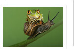 Tree Frog Resting on Snail's Shell by Anonymous