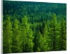 Pine Forest in Yosemite National Park by Anonymous