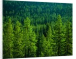 Pine Forest in Yosemite National Park by Anonymous