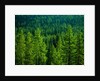 Pine Forest in Yosemite National Park by Anonymous