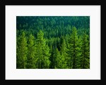 Pine Forest in Yosemite National Park by Anonymous
