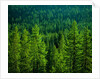 Pine Forest in Yosemite National Park by Anonymous