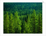Pine Forest in Yosemite National Park by Anonymous