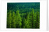 Pine Forest in Yosemite National Park by Anonymous