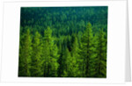 Pine Forest in Yosemite National Park by Anonymous
