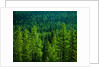 Pine Forest in Yosemite National Park by Anonymous