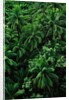 Lush Plants in Hawaiian Rainforest by Anonymous