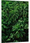 Lush Plants in Hawaiian Rainforest by Anonymous