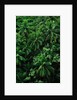 Lush Plants in Hawaiian Rainforest by Anonymous