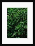 Lush Plants in Hawaiian Rainforest by Anonymous