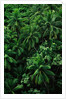 Lush Plants in Hawaiian Rainforest by Anonymous