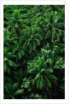 Lush Plants in Hawaiian Rainforest by Anonymous