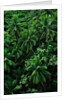 Lush Plants in Hawaiian Rainforest by Anonymous