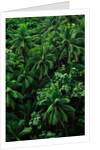 Lush Plants in Hawaiian Rainforest by Anonymous