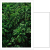 Lush Plants in Hawaiian Rainforest by Anonymous