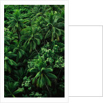 Lush Plants in Hawaiian Rainforest by Anonymous