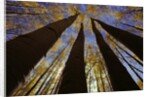 Towering Aspens by Anonymous