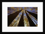 Towering Aspens by Anonymous