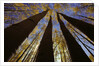 Towering Aspens by Anonymous