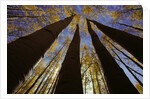 Towering Aspens by Anonymous