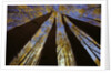 Towering Aspens by Anonymous